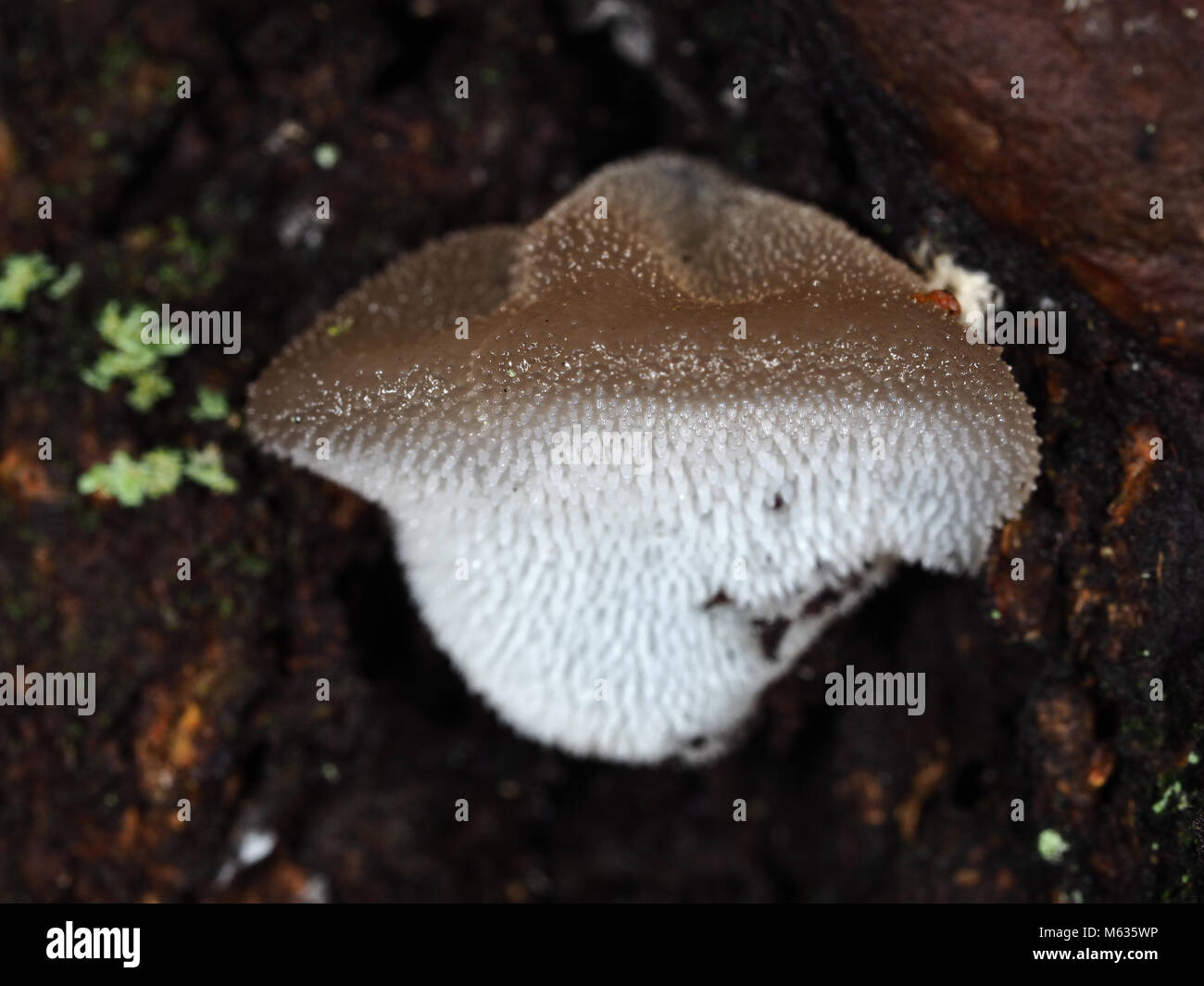 Pseudohydnum gelatinosum (toothed jelly fungus) mushroom growing in a Pacific Northwest forest, close-up view Stock Photo
