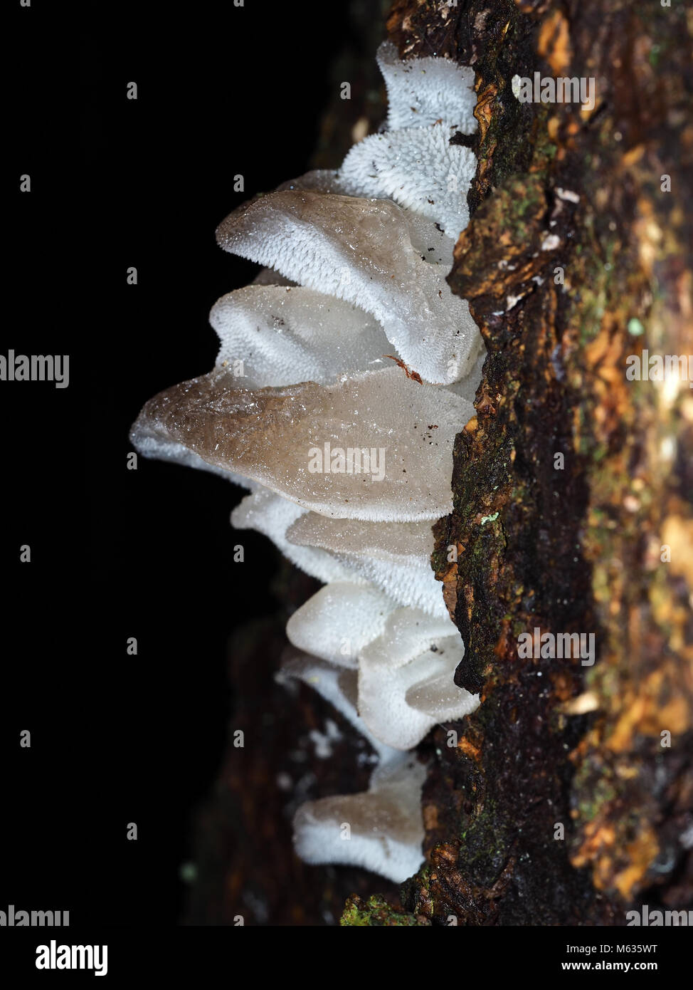 Large cluster of Pseudohydnum gelatinosum (toothed jelly fungus) musrooms growing in a Pacific Northwest forest, side view Stock Photo