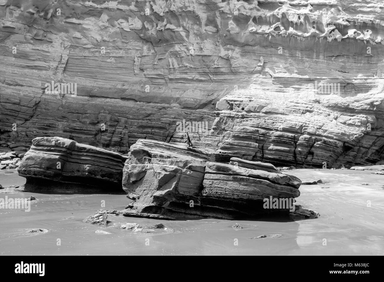 Kiwi Black and White Stock Photos & Images Alamy