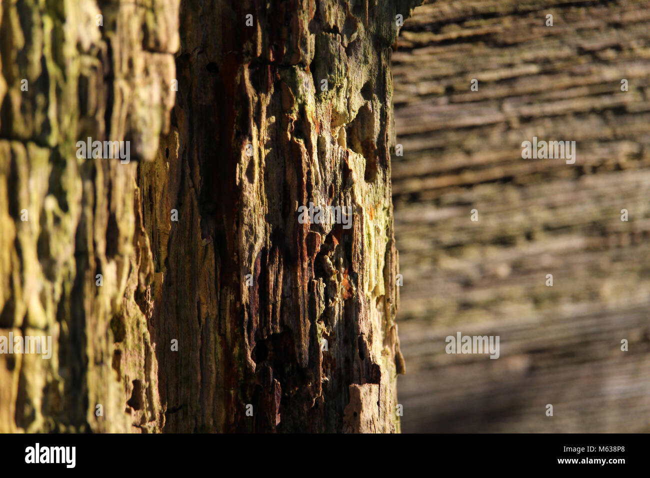 A beautiful abstract textured background of naturally weathered wood. Stock Photo