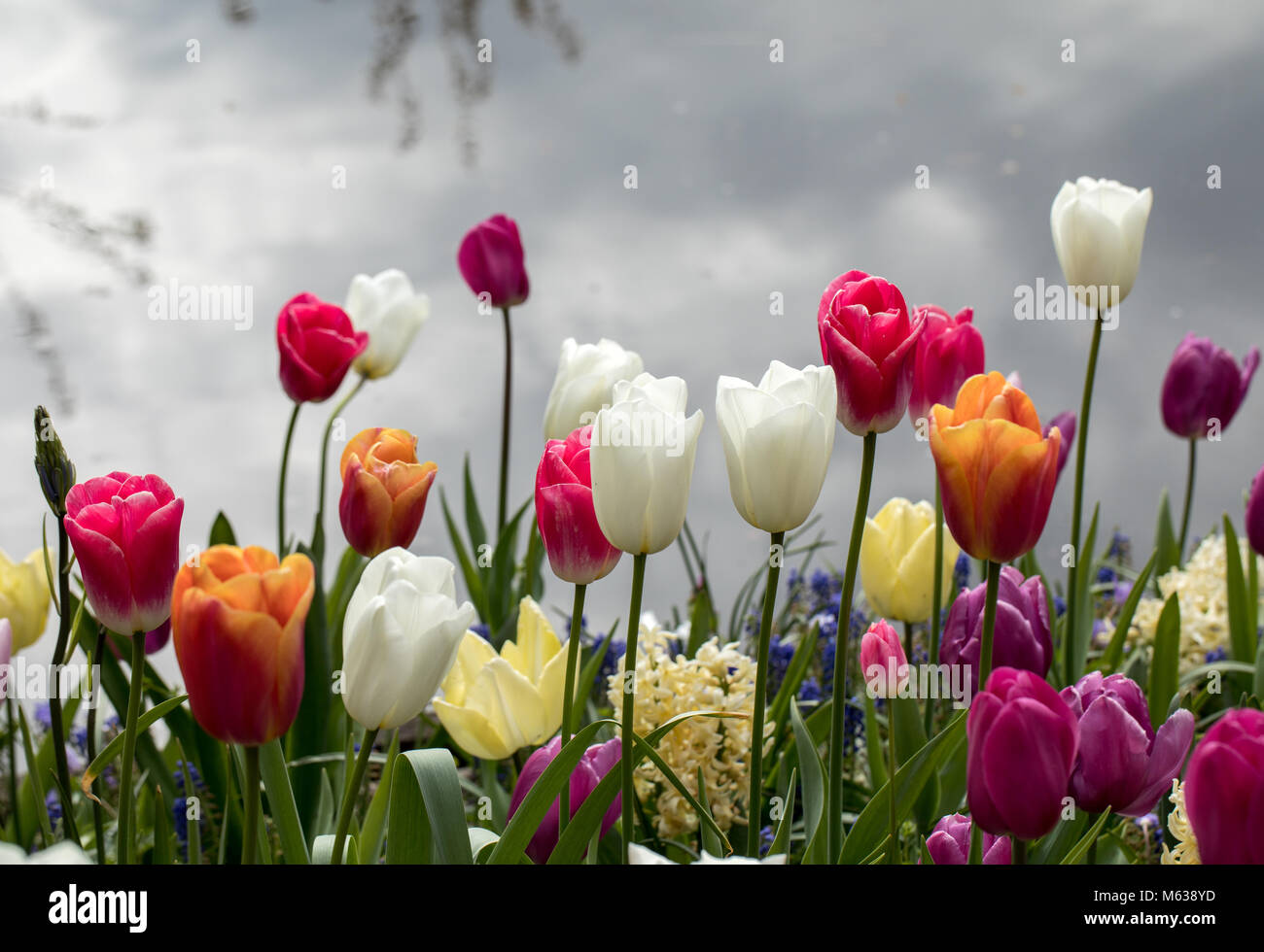 colorful tulips flowers blooming in a garden Stock Photo - Alamy