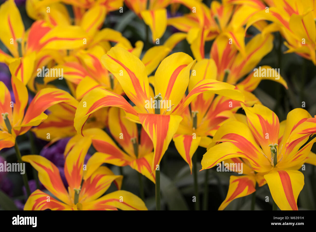 yellow and orange tulips flowers blooming in a garden Stock Photo - Alamy