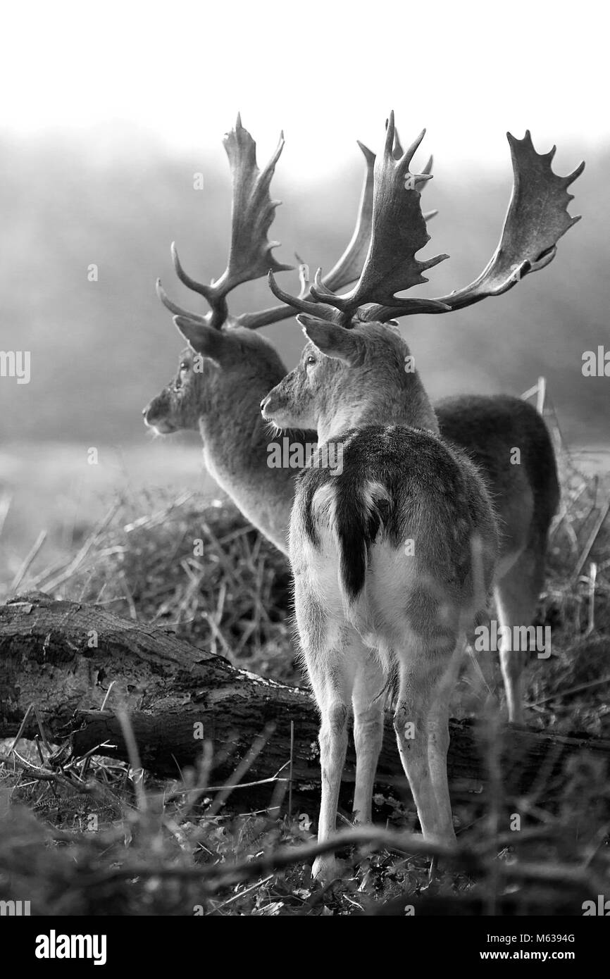 Deer Black and White Stock Photos & Images - Alamy