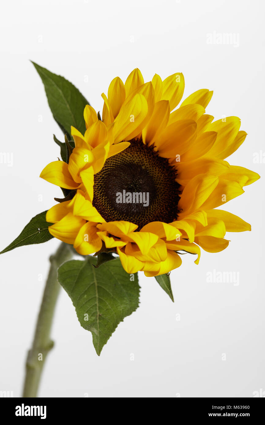 Portrait of sunflower against a simple white background Stock Photo