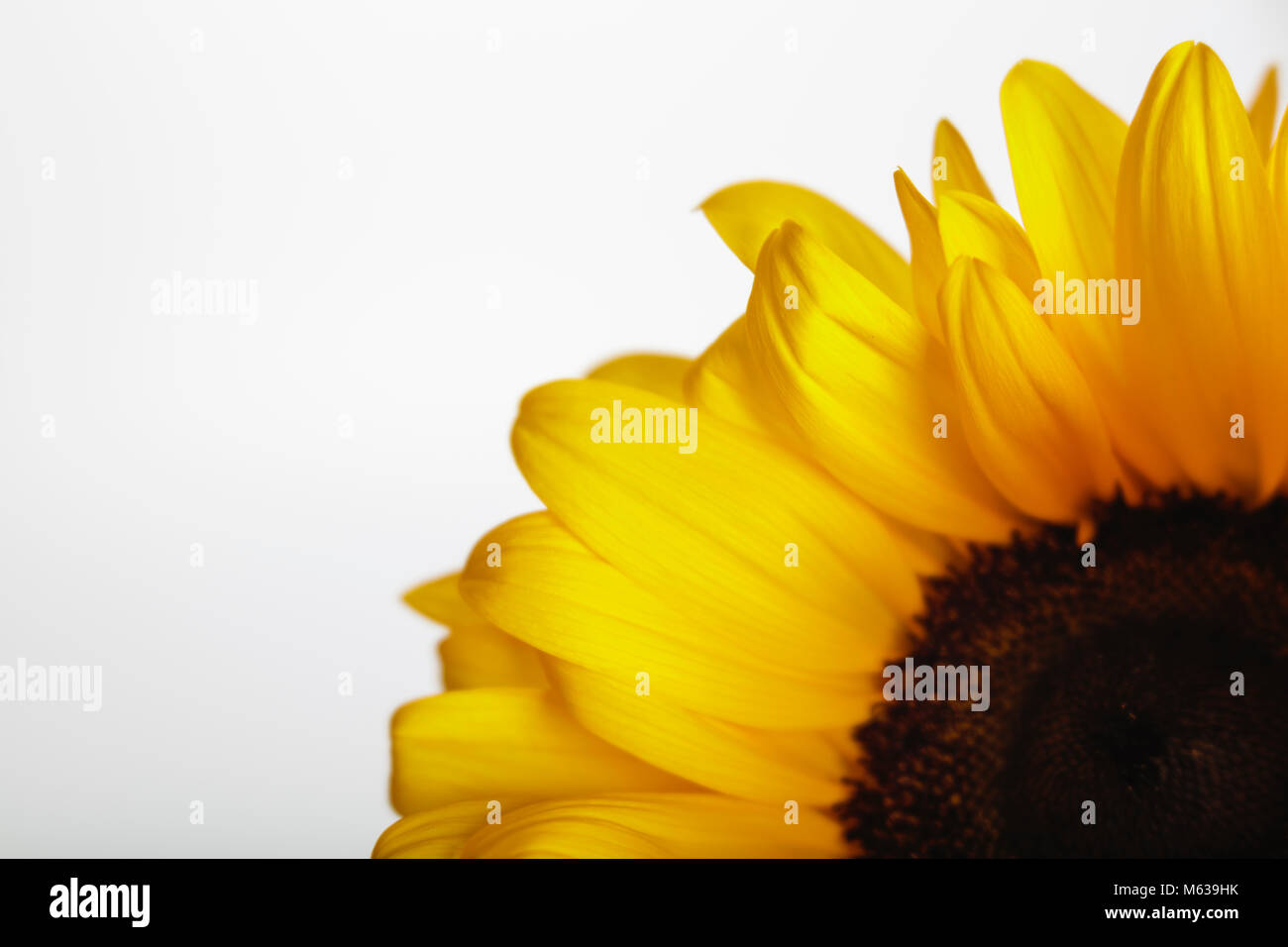 Close up of part of a sunflower against a white background showing the contrast between the soft yellow petals and the harder florets in the middle. Stock Photo