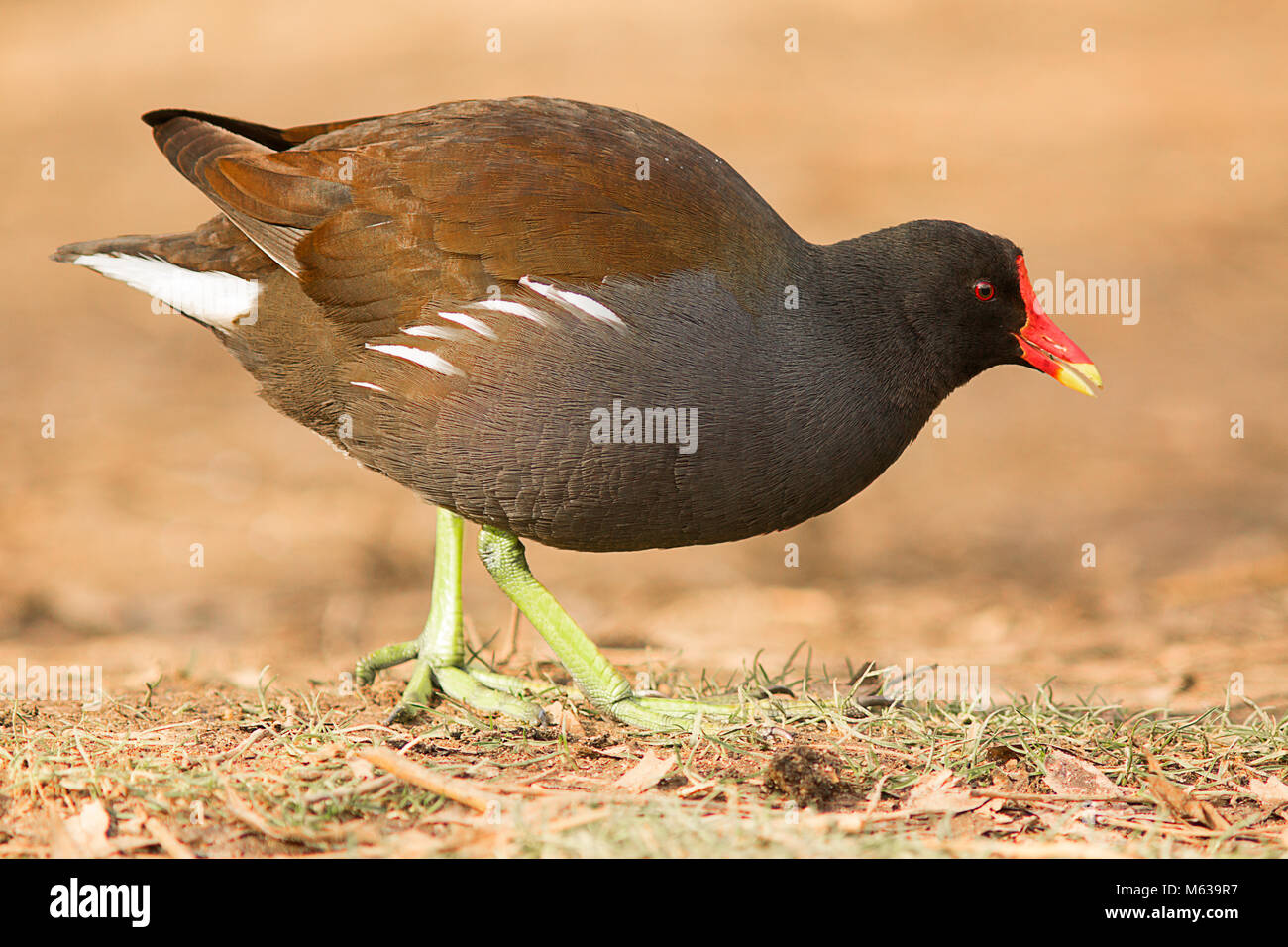 Nice moonhen hi-res stock photography and images - Alamy
