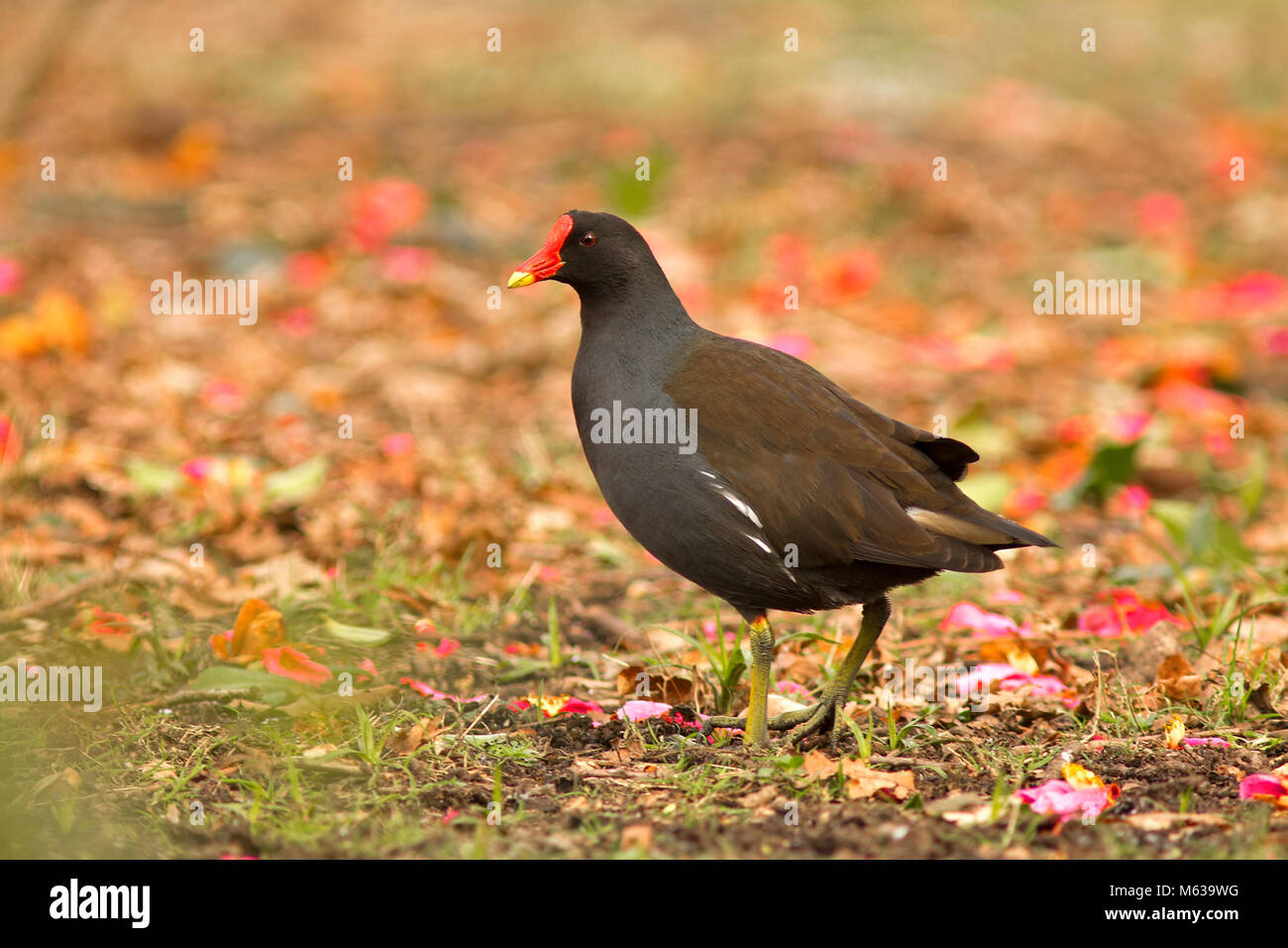 Nice moonhen hi-res stock photography and images - Alamy