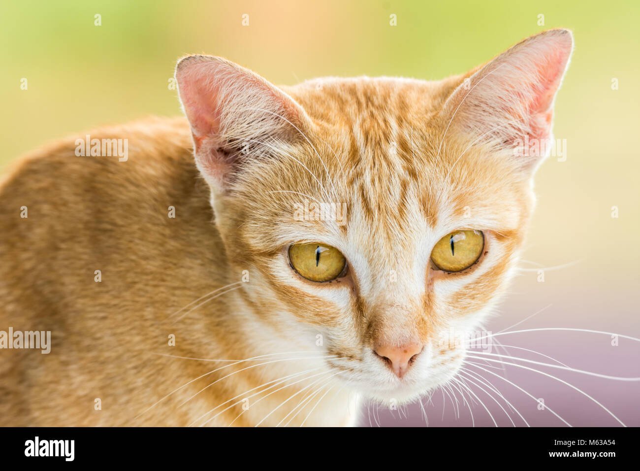 Couching down cute orange stripped cat with green blurred background Stock Photo