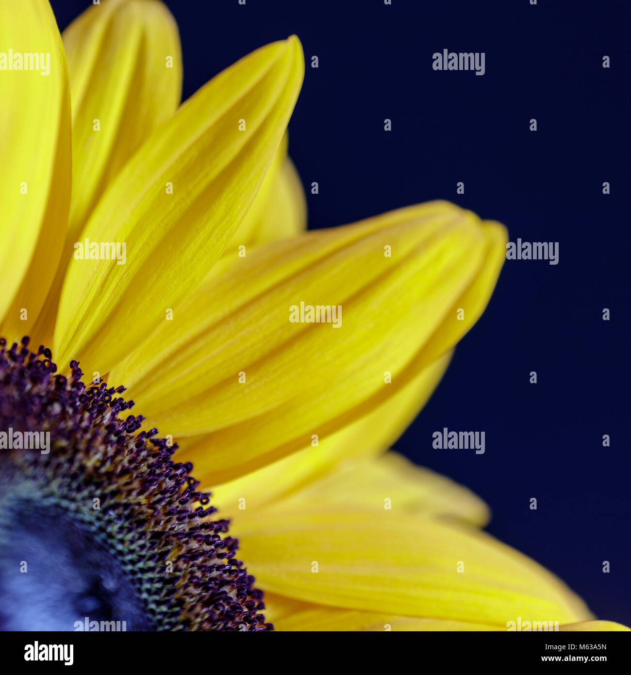 Close up of part of a sunflower against a blue background showing the contrast between the soft yellow petals and the harder florets in the middle. Stock Photo
