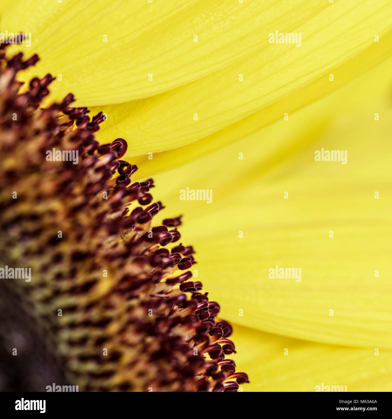 Close up of part of a sunflower showing the contrast between the soft yellow petals and the harder florets in the middle. Stock Photo