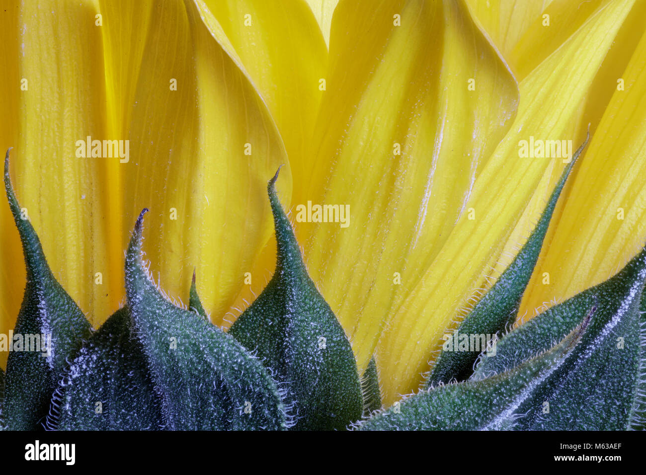 Extreme close up of part of a sunflower with soft yellow petals contrasting against sharp green leaves. Stock Photo