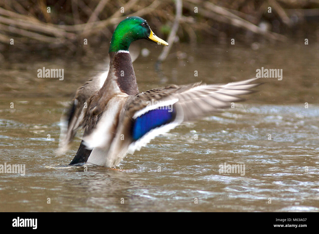 mallard duck Stock Photo