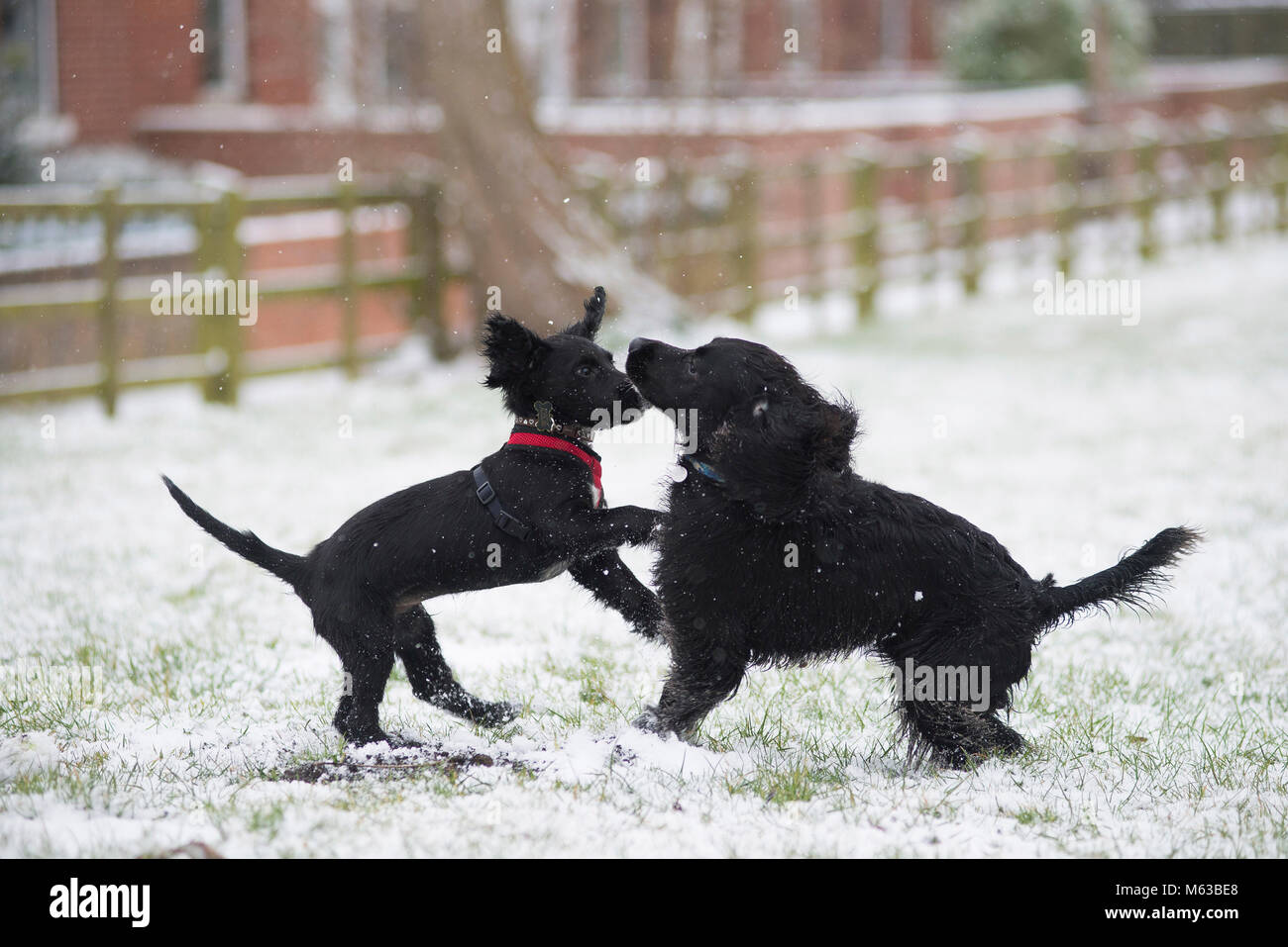 Cocker Spaniel’s playing in the snow. Stock Photo