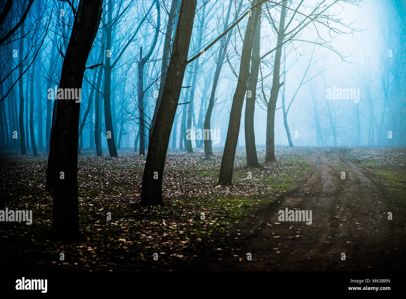 Mystical Morning in the forest with a fog Stock Photo - Alamy
