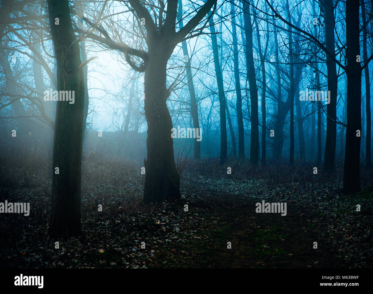 Mystical Morning in the forest with a fog Stock Photo - Alamy