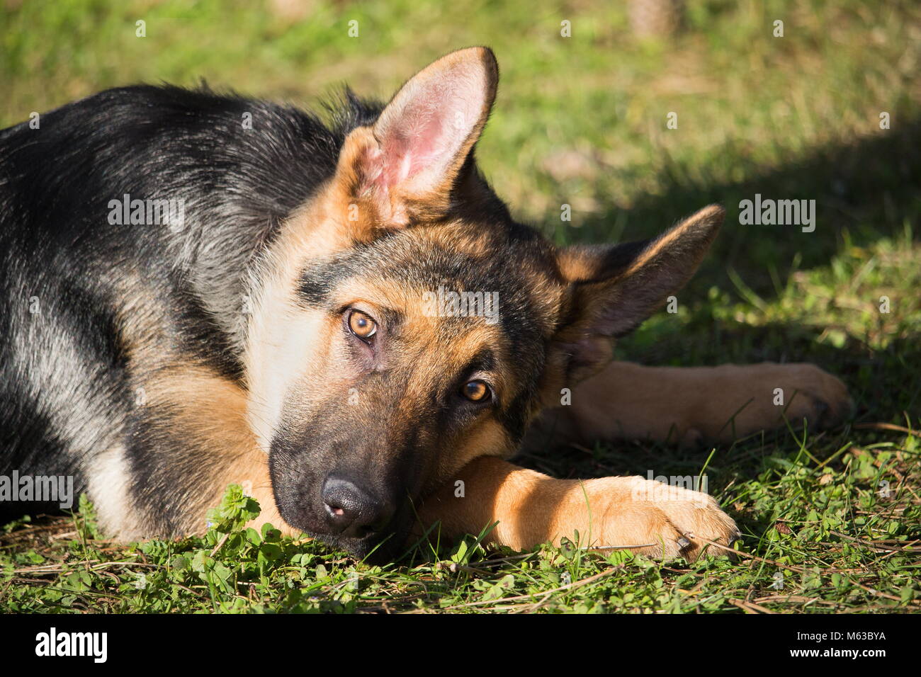 a portrait of a German shepherd puppy with a mischievous and attentive look listening to his master Stock Photo