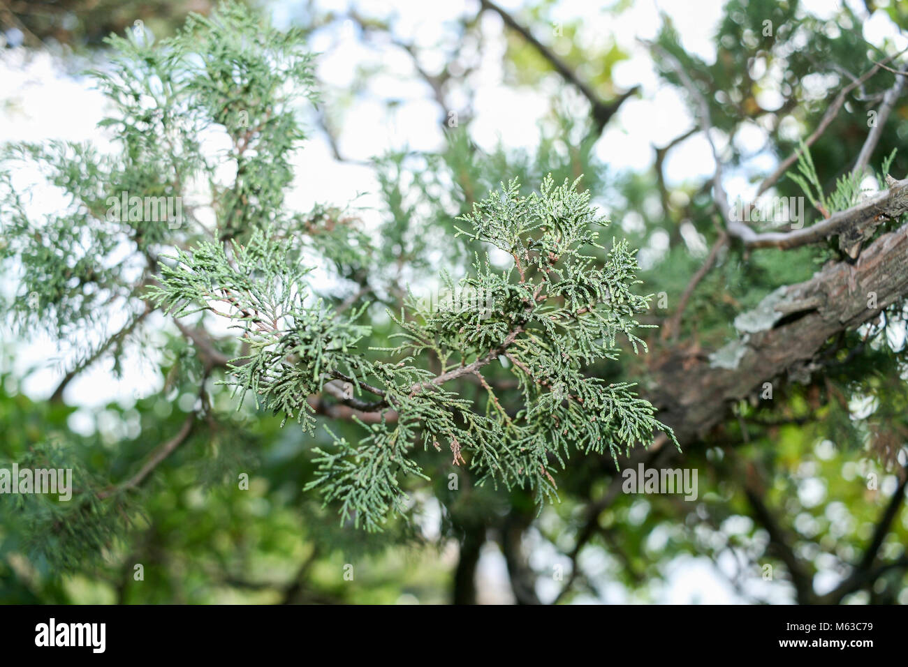 A green branch of a juniper tree. Selective focus Stock Photo - Alamy