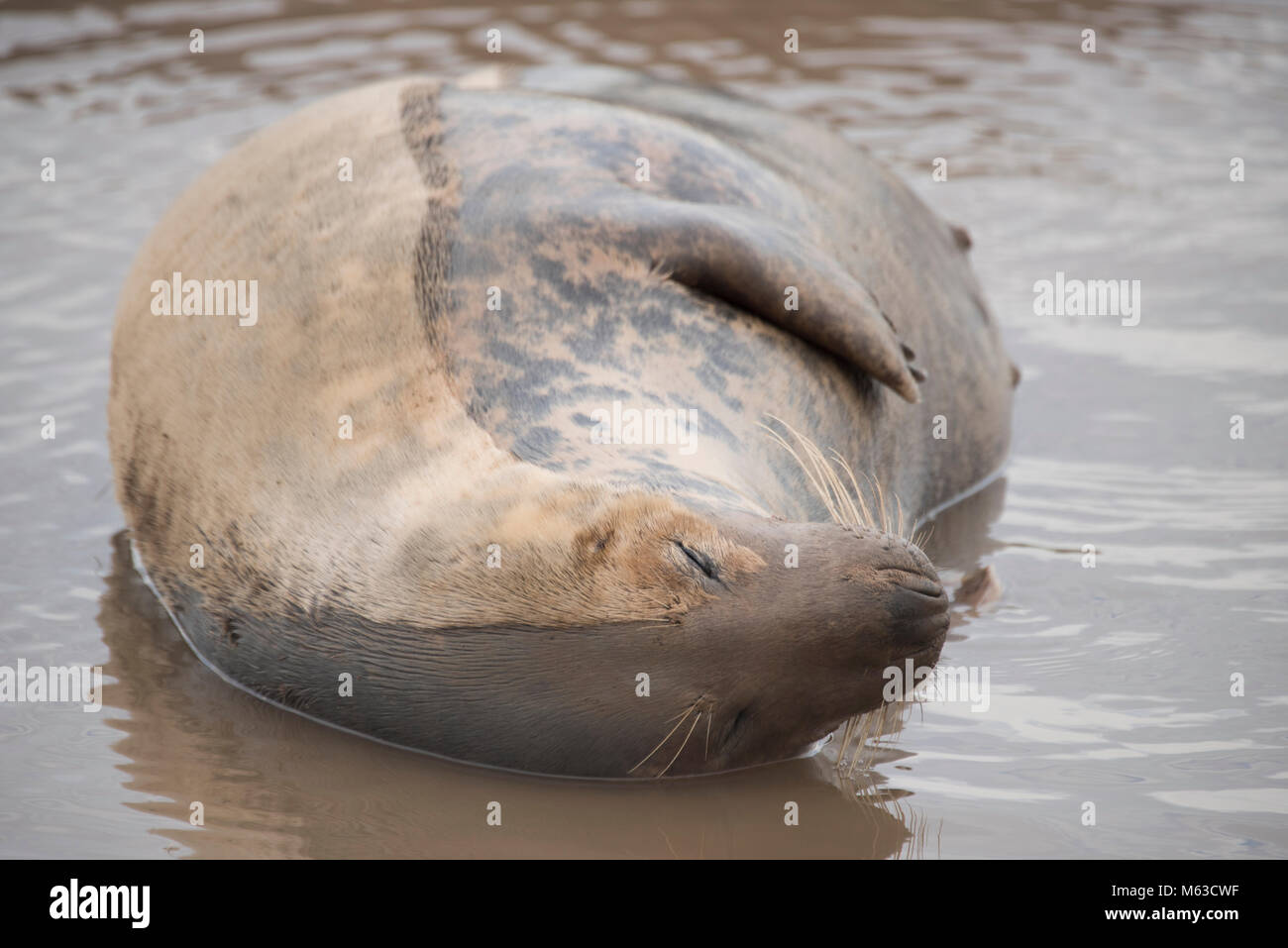 Donna Nook, Lincolnshire, UK – Nov 15: A heavily preganant grey seal lays in shallows water. Seal mother-to-be in labour on 15 Nov 2016 at Donna Nook  Stock Photo