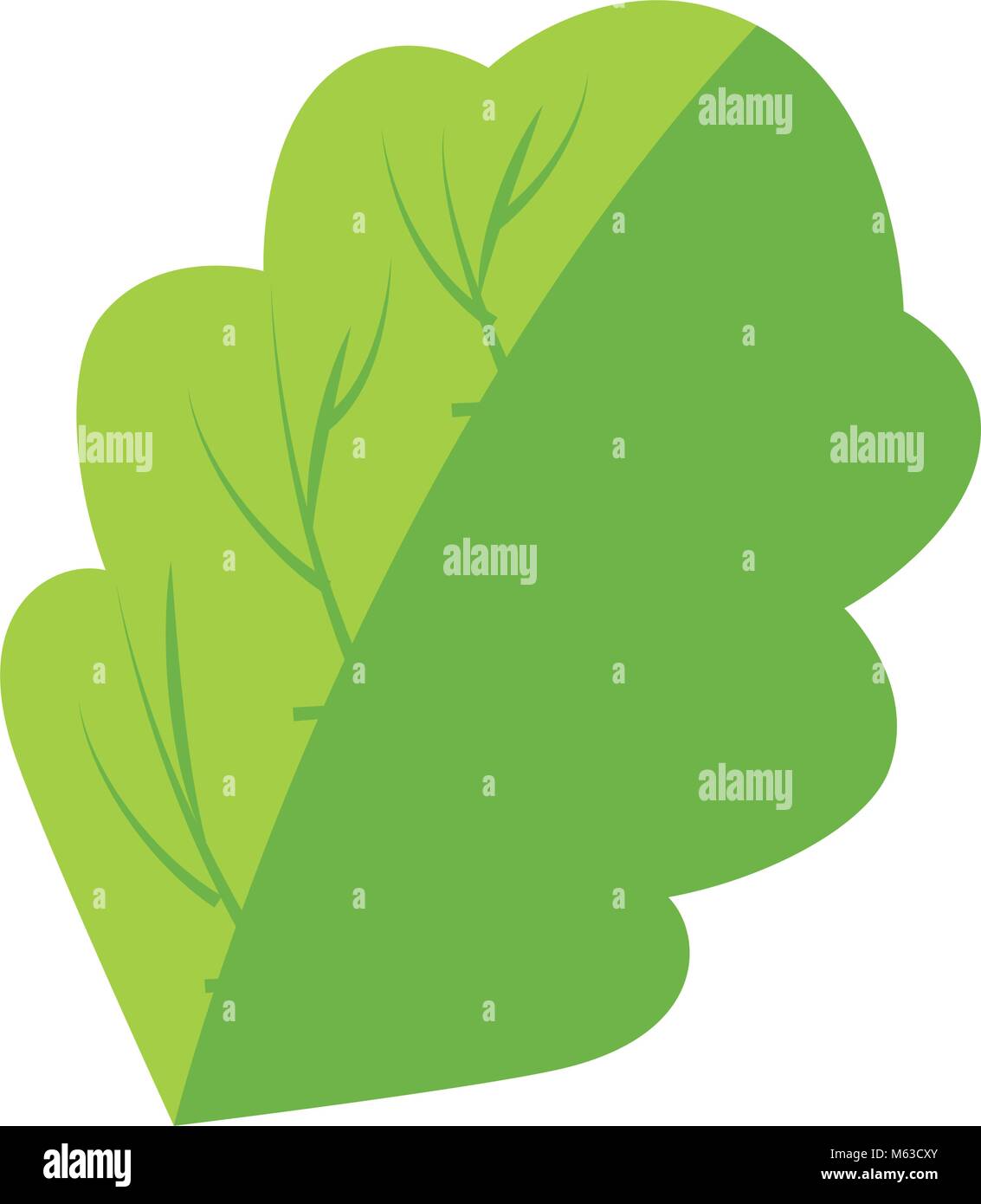 spinach leaf icon over white background vector illustration Stock ...