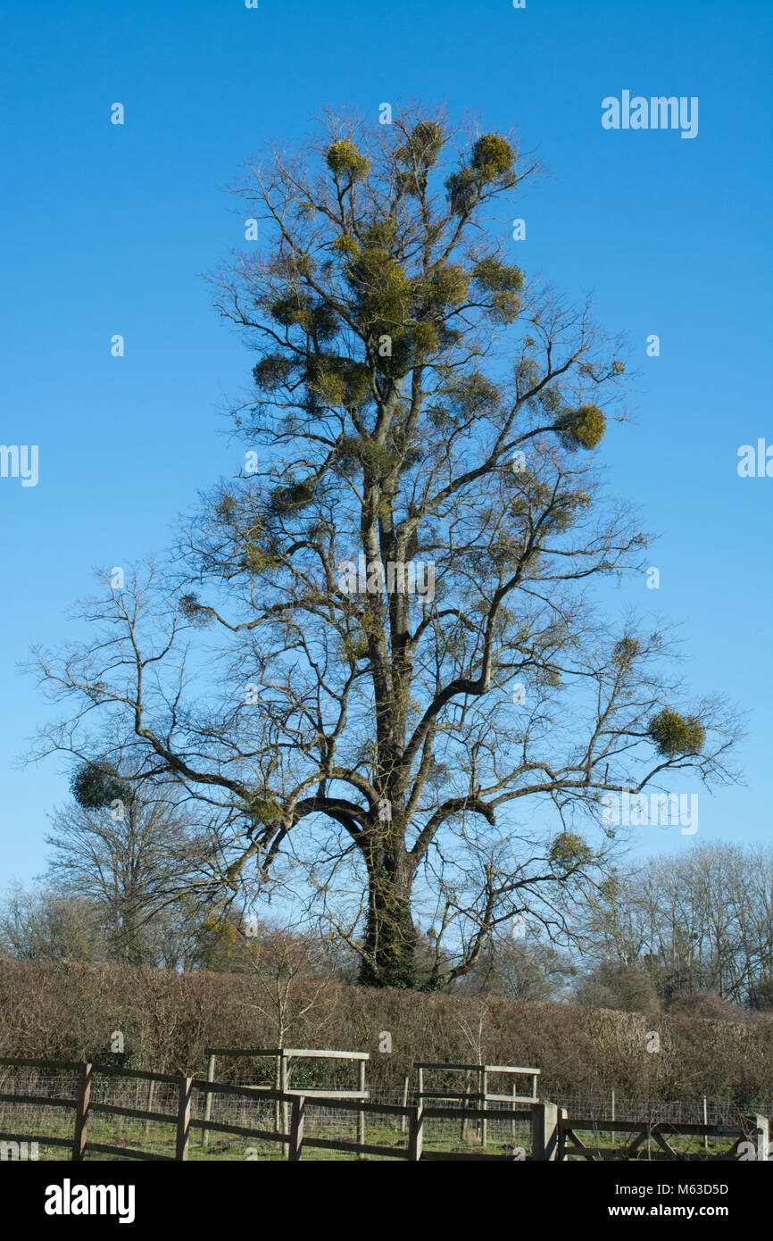 Lots of clumps of mistletoe (Viscum album) in a large tree in winter Stock Photo