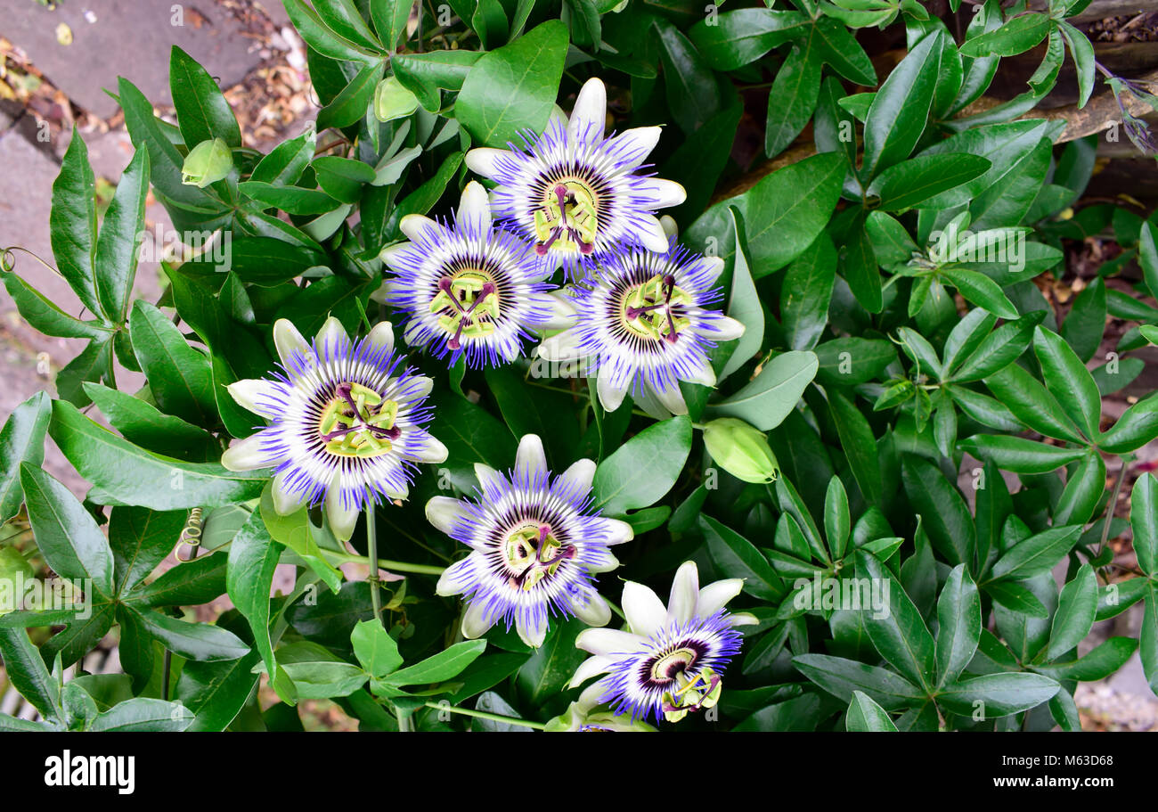 White Passion Flower by njchow82, via Flickr