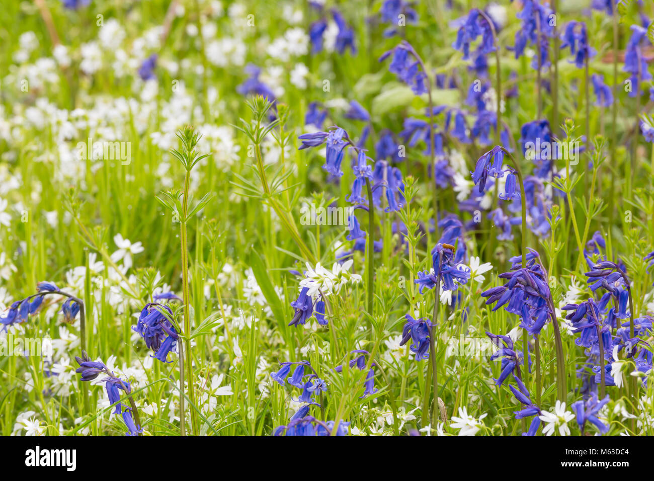 Bluebells and Field Mouse-ear growing on a roadside at the edge of a wood. Stock Photo