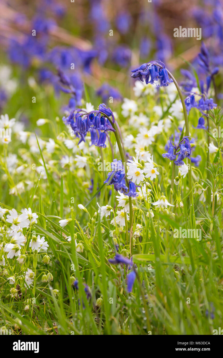 Bluebells and Field Mouse-ear growing on a roadside at the adge of a wood. Stock Photo