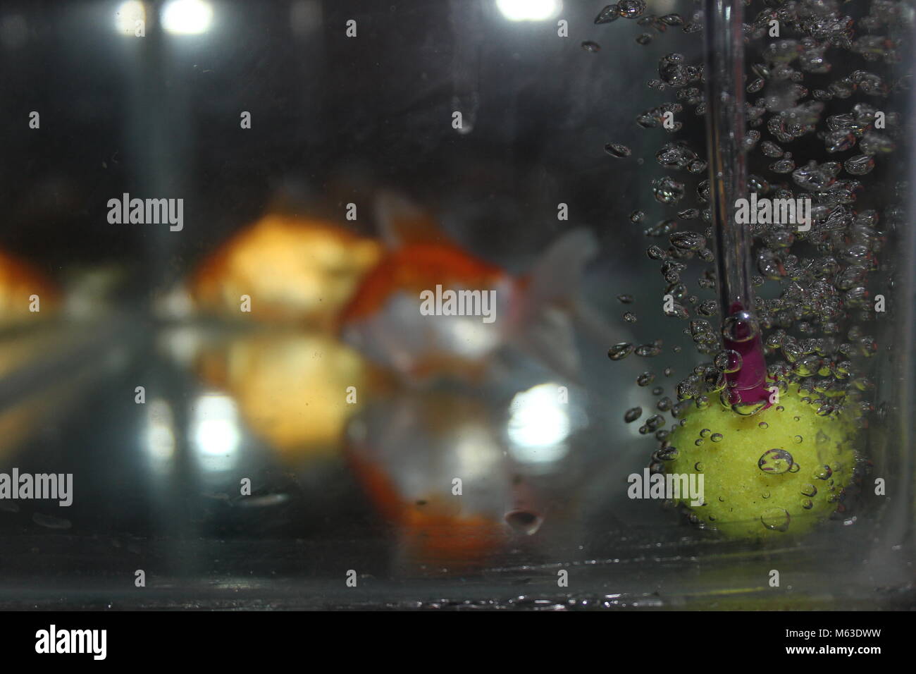 AIR BUBBLES IN FISH TANK Stock Photo