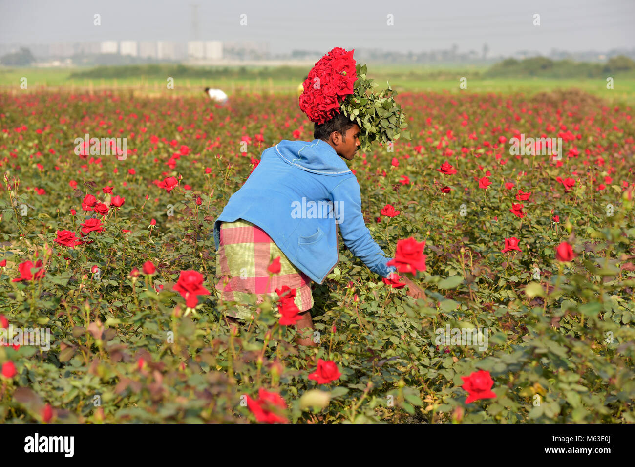 DHAKA, BANGLADESH FEBRUARY 07, 2017 Bangladeshi farmer collects rose