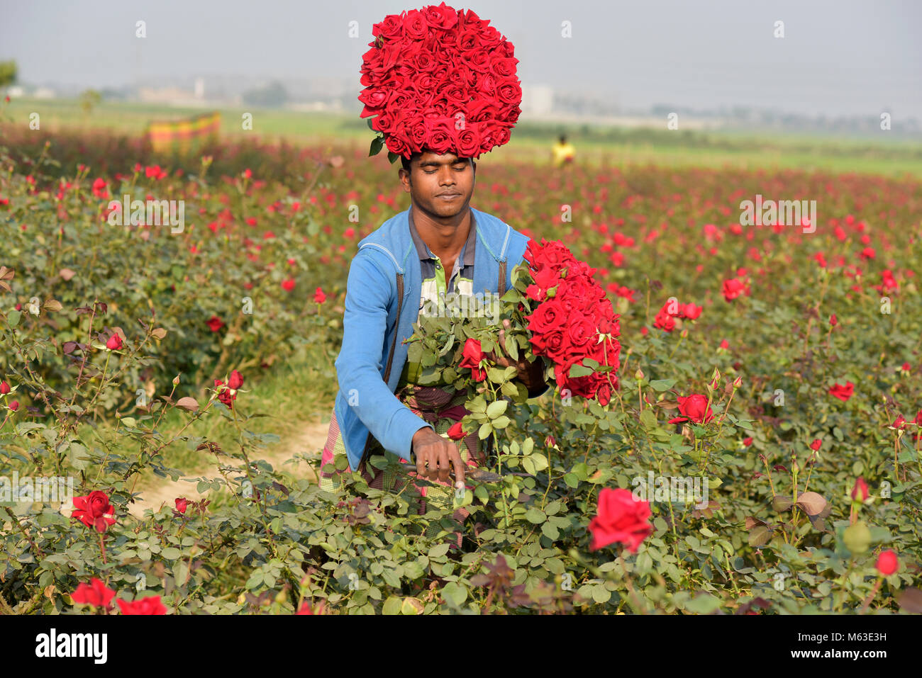 DHAKA, BANGLADESH FEBRUARY 07, 2017 Bangladeshi farmer collects rose