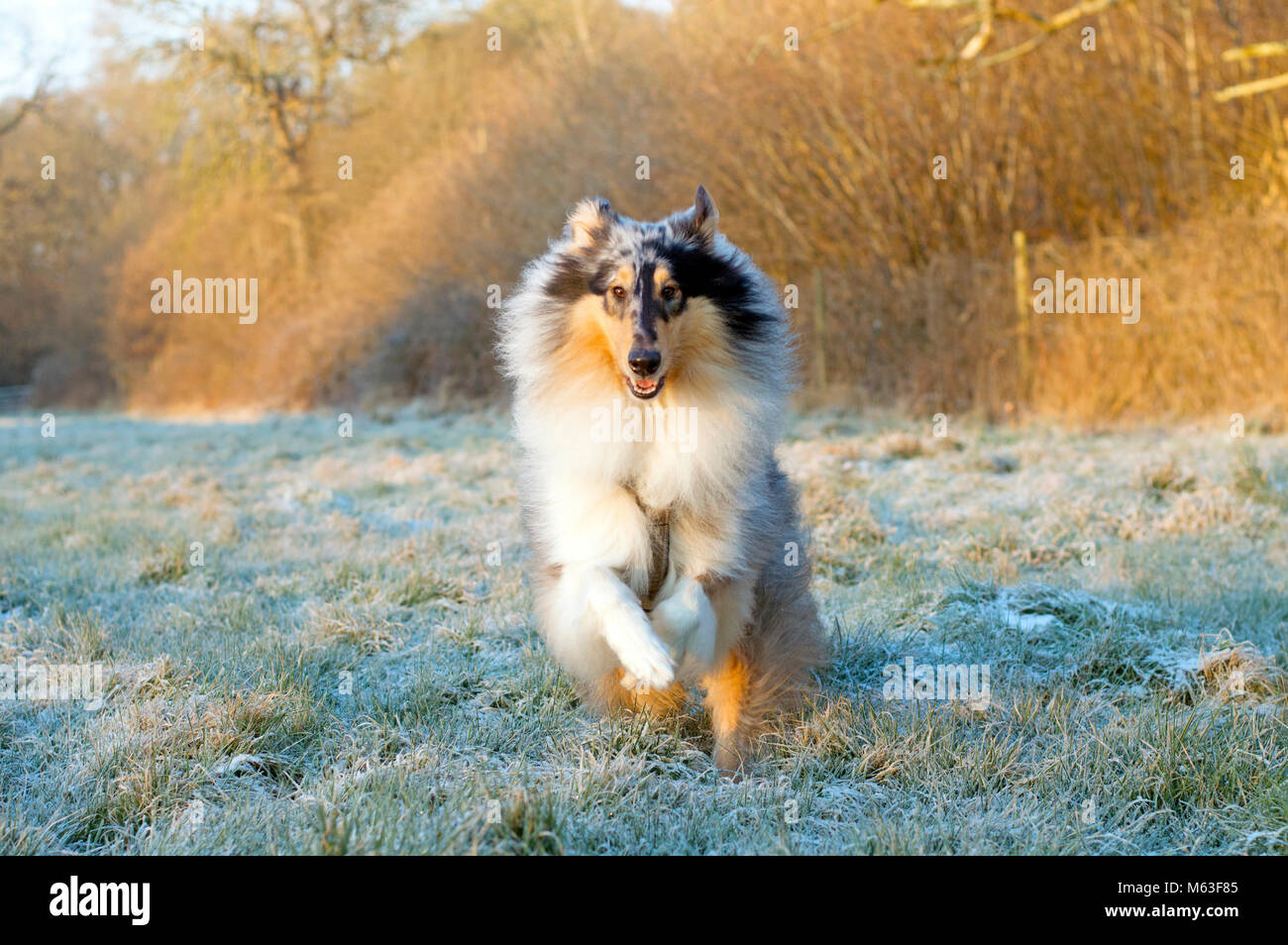 Broadbridge Heath, West Sussex. 28th Feb, 2018. UK Weather: Rough collie dog running toward camera in frosty field on the morning of Wednesday 28th Feb 2018 in Broadbridge Heath, West Sussex, where temperatures dropped to -10C overnight. Other than a hard frost, this part of the UK escaped the worst of it and there was nothing very dramatic to see. Stock Photo