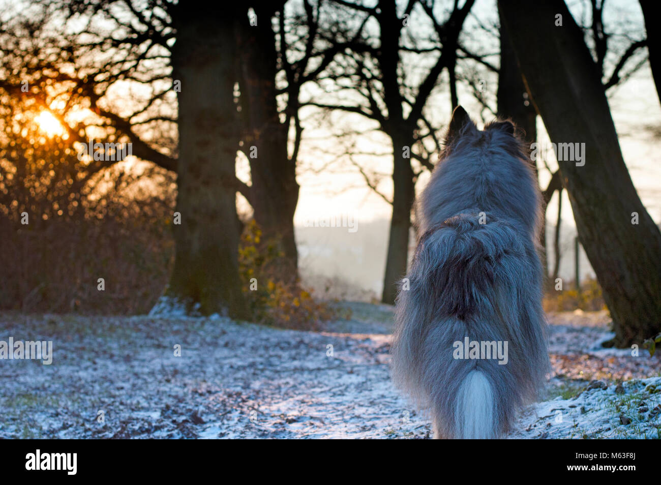 Broadbridge Heath, West Sussex. 28th Feb, 2018. UK Weather: Rough collie dog between trees on the morning of Wednesday 28th Feb 2018 in Broadbridge Heath, West Sussex, where temperatures dropped to -10C overnight. Other than a hard frost, this part of the UK escaped the worst of it and there was nothing very dramatic to see. Stock Photo