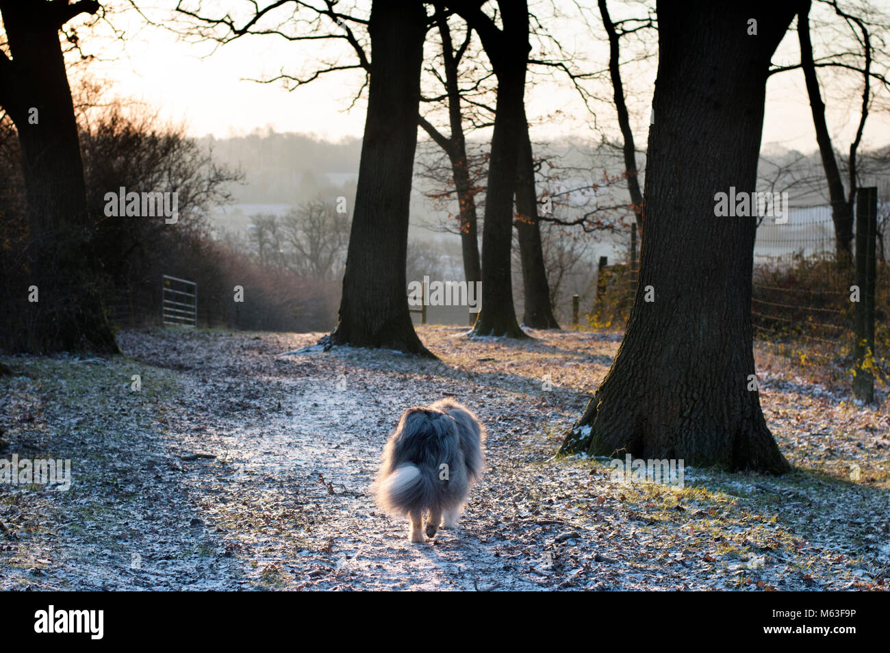 Broadbridge Heath, West Sussex. 28th Feb, 2018. UK Weather: Rough collie dog trotting through trees on the morning of Wednesday 28th Feb 2018 in Broadbridge Heath, West Sussex, where temperatures dropped to -10C overnight. Other than a hard frost, this part of the UK escaped the worst of it and there was nothing very dramatic to see. Stock Photo