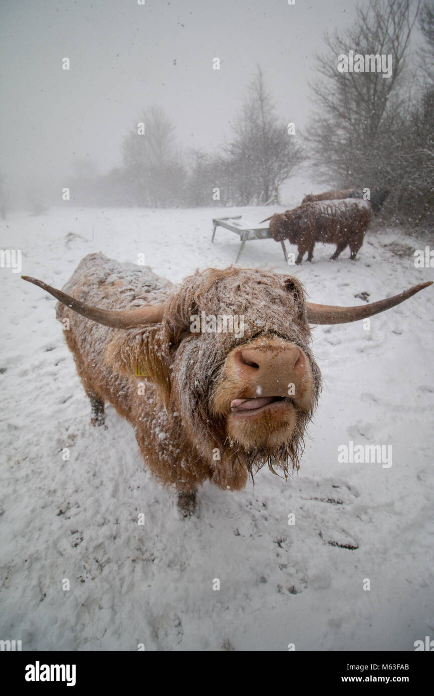 Highland Cows enjoy the snow in the suburbs of Glasgow. Blizzard snow conditions. Animals in winter snow. Credit: Adam West/Alamy Stock Photo