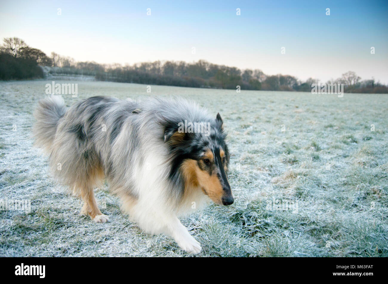Broadbridge Heath, West Sussex. 28th Feb, 2018. UK Weather: Rough collie dog trotting in frosty field on the morning of Wednesday 28th Feb 2018 in Broadbridge Heath, West Sussex, where temperatures dropped to -10C overnight. Other than a hard frost, this part of the UK escaped the worst of it and there was nothing very dramatic to see. Stock Photo