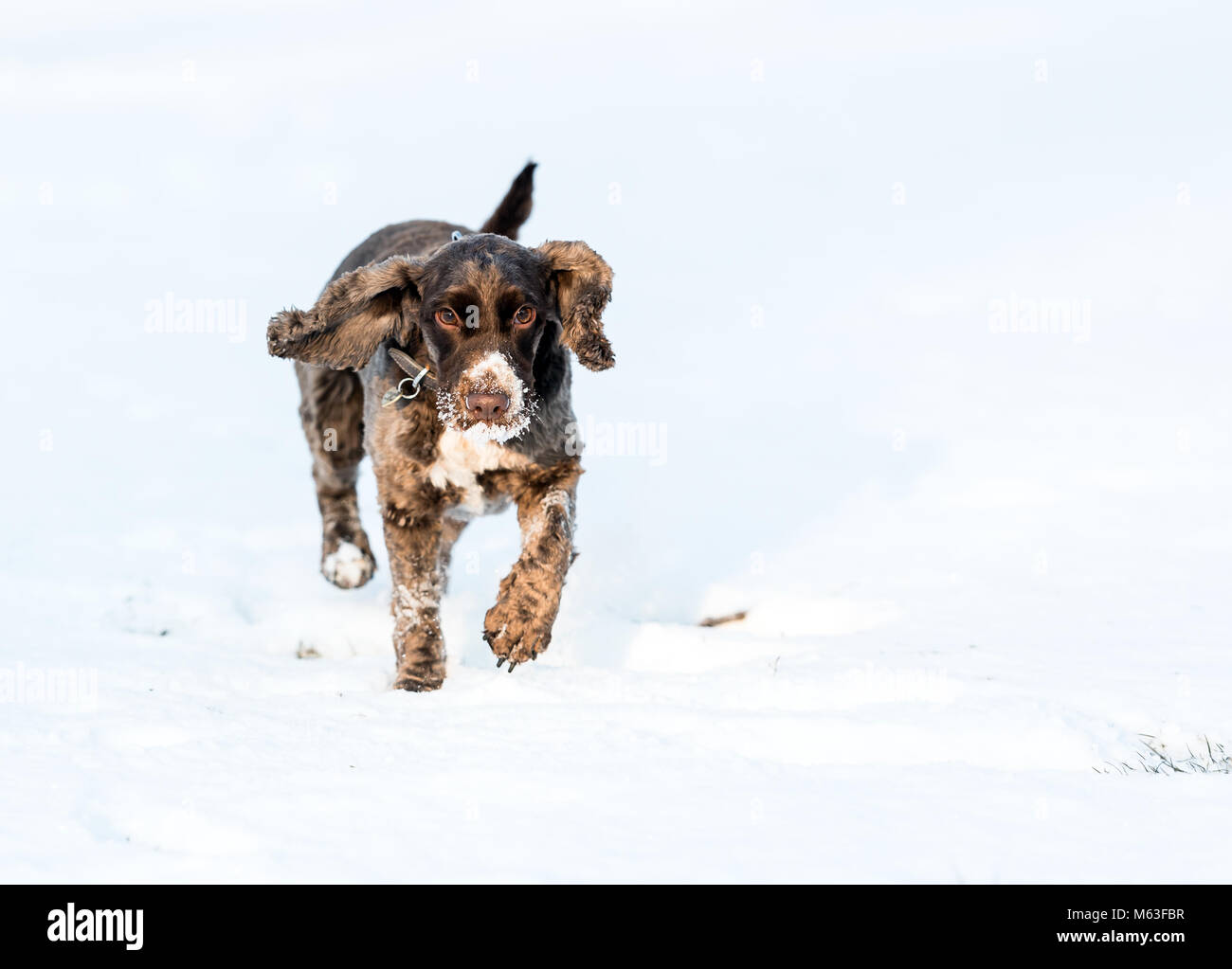 London, UK. 28th Feb, 2018. UK Weather: A young Spaniel playing after heavy overnight snow on Wandsworth Common, London, UK. Credit:Ashley Western/Alamy Live News Stock Photo