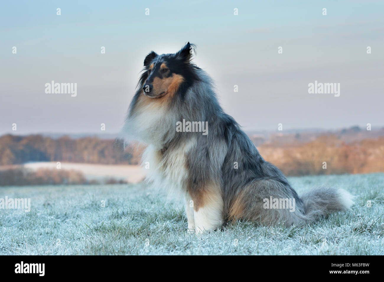 Broadbridge Heath, West Sussex. 28th Feb, 2018. UK Weather: Rough collie dog sitting in frosty field on the morning of Wednesday 28th Feb 2018 in Broadbridge Heath, West Sussex, where temperatures dropped to -10C overnight. Other than a hard frost, this part of the UK escaped the worst of it and there was nothing very dramatic to see. Stock Photo