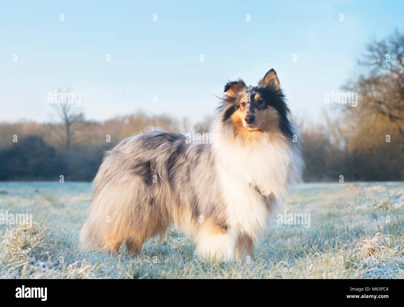Broadbridge Heath, West Sussex. 28th Feb, 2018. UK Weather: Rough collie dog standing in frosty field on the morning of Wednesday 28th Feb 2018 in Broadbridge Heath, West Sussex, where temperatures dropped to -10C overnight. Other than a hard frost, this part of the UK escaped the worst of it and there was nothing very dramatic to see. Stock Photo