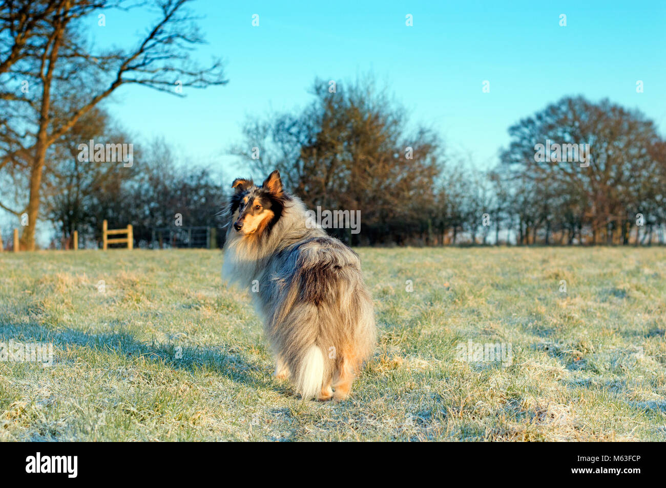 Broadbridge Heath, West Sussex. 28th Feb, 2018. UK Weather: Rough collie dog standing in frosty field on the morning of Wednesday 28th Feb 2018 in Broadbridge Heath, West Sussex, where temperatures dropped to -10C overnight. Other than a hard frost, this part of the UK escaped the worst of it and there was nothing very dramatic to see. Stock Photo