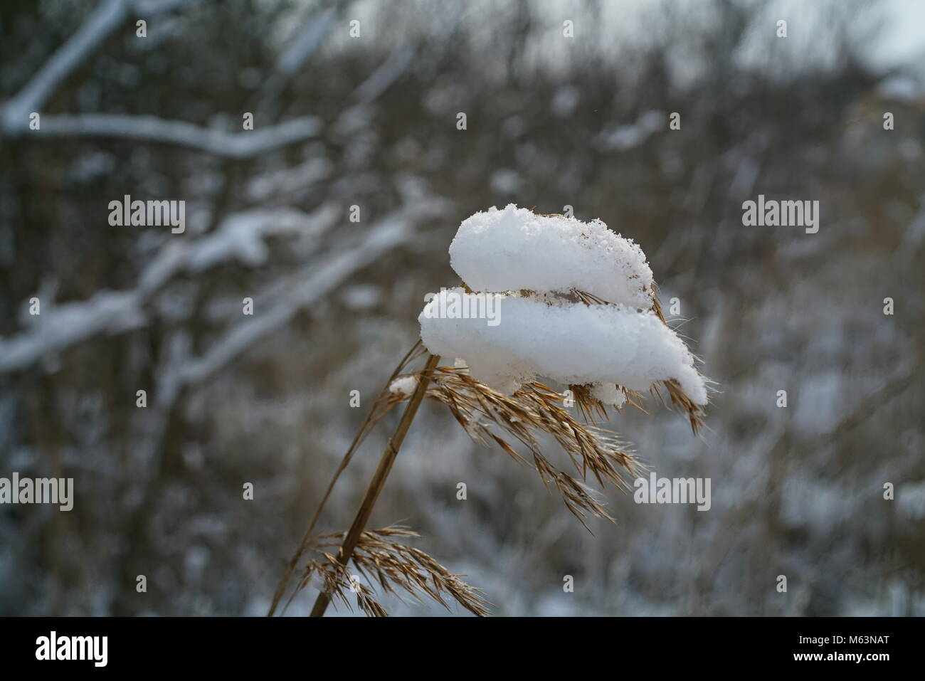 Snow Capped Reed Stock Photo - Alamy