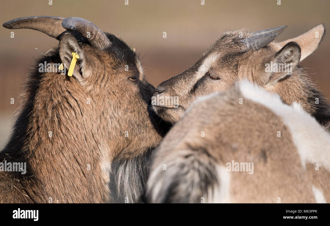 28 February 2018, Germany, Frankfurt/Main: Two pygmy goats warm each other at Frankfurt zoo. Animals in Hesse's zoos sun theirselves to brave the frosty temperatures. Photo: Fabian Sommer/dpa Stock Photo