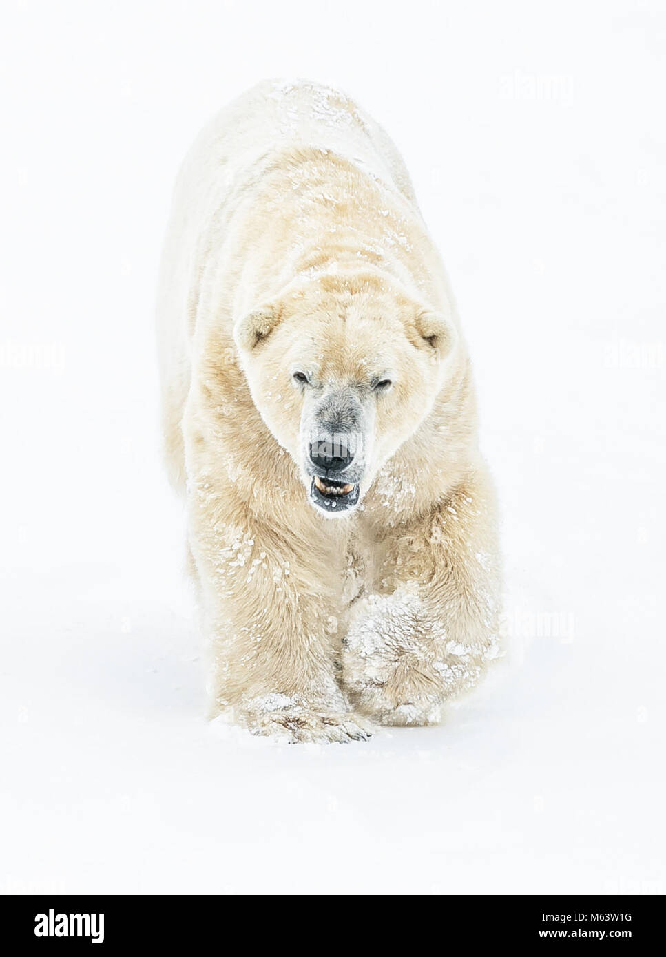 Yorkshire Wildlife Park, Doncaster. 28th Feb, 2018. UK Weather: A Polar Bear lapping it up and feeling more at home in the snow as the beast from the east arrives in style ;Beast from the East, Snow and Weather images from Yorkshire Wildlife Park Doncaster, 28th February 2018, Credit: News Images/Alamy Live News Stock Photo