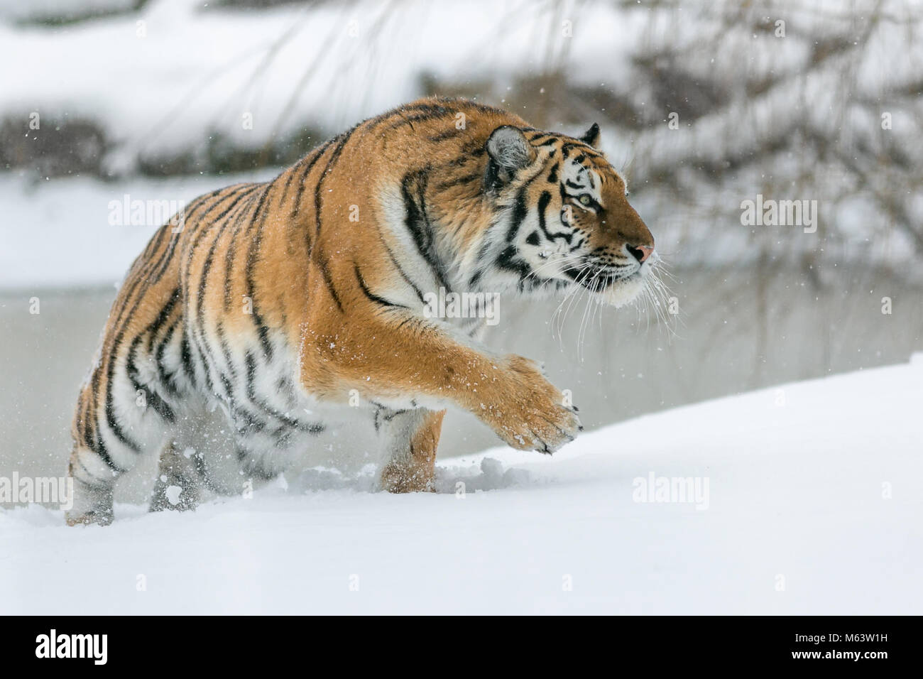 Yorkshire Wildlife Park, Doncaster. 28th Feb, 2018. UK Weather: A tiger prowls in the snow as the beast from the east arrives in style ;Beast from the East, Snow and Weather images from Yorkshire Wildlife Park Doncaster, 28th February 2018, Credit: News Images/Alamy Live News Stock Photo