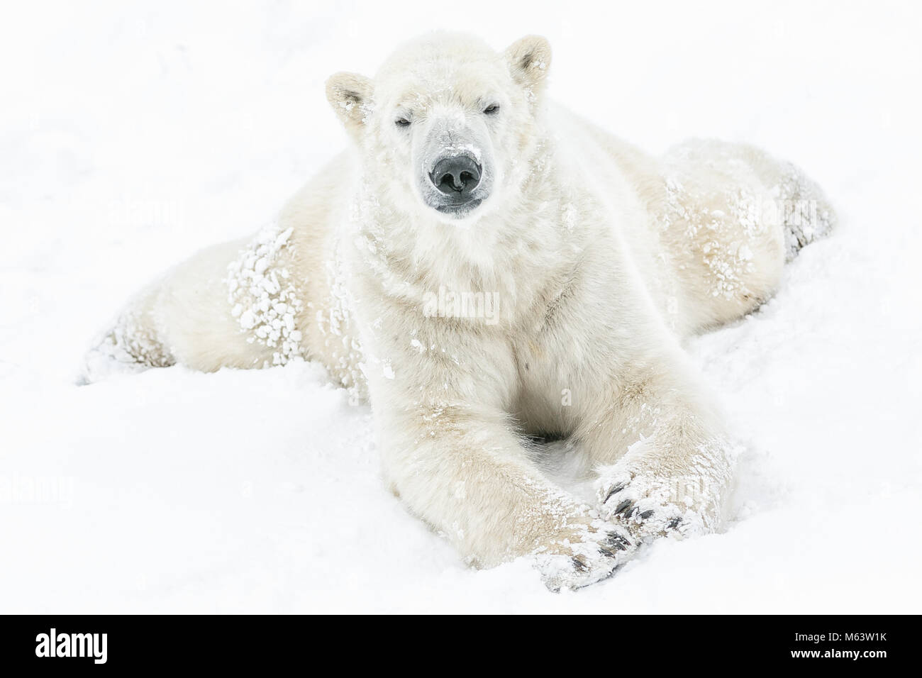 Yorkshire Wildlife Park, Doncaster. 28th Feb, 2018. UK Weather: A Polar Bear lapping it up and feeling more at home in the snow as the beast from the east arrives in style ;Beast from the East, Snow and Weather images from Yorkshire Wildlife Park Doncaster, 28th February 2018, Credit: News Images/Alamy Live News Stock Photo
