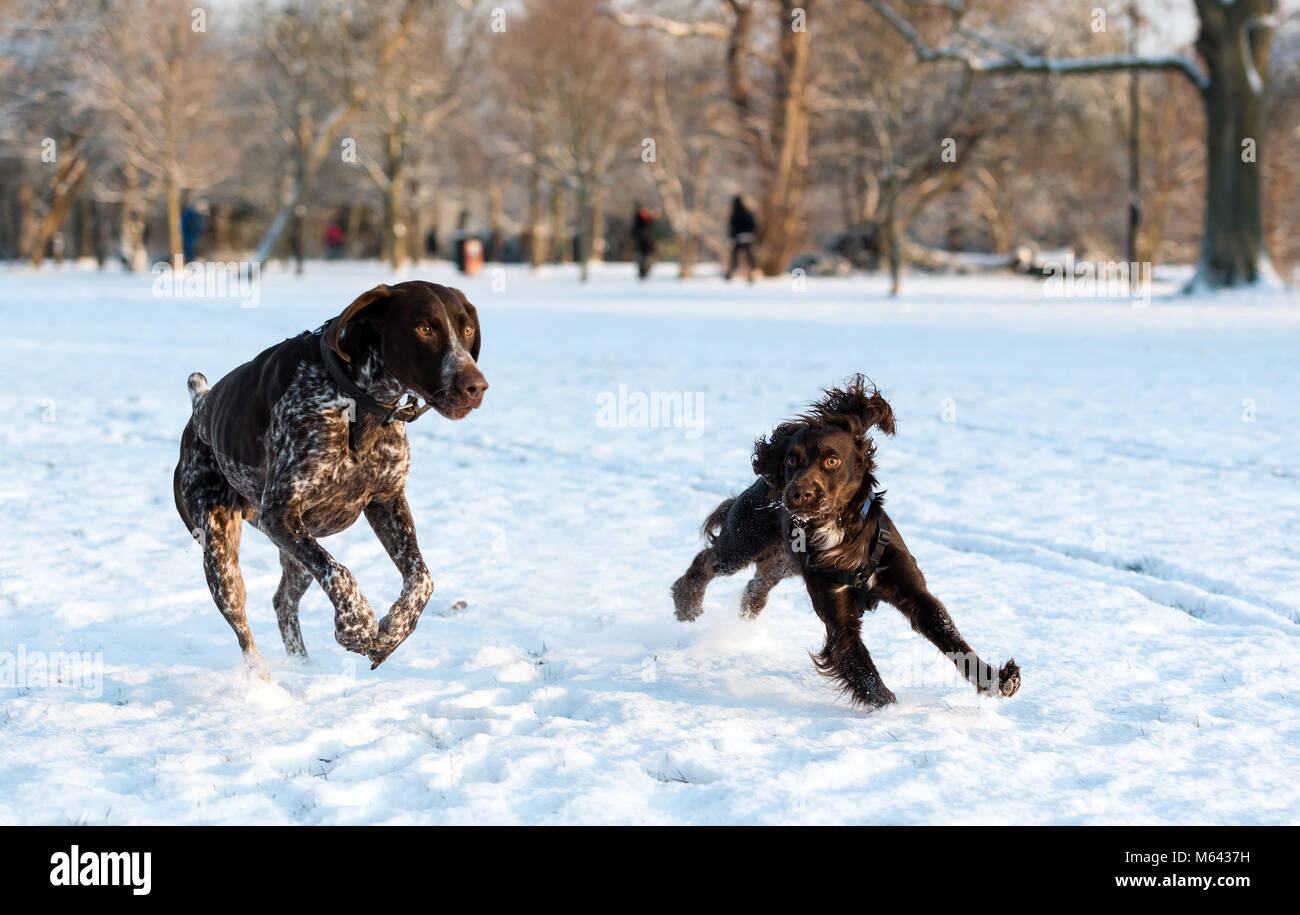 London, UK. 28th Feb, 2018. UK Weather: A young Spaniel playing with a German shorthaired Pointer after heavy overnight snow on Wandsworth Common, London, UK. Credit:Ashley Western/Alamy Live News Stock Photo