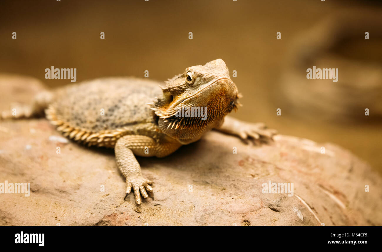 Picture of flat-tailed desert horned lizard resting on rock Stock Photo