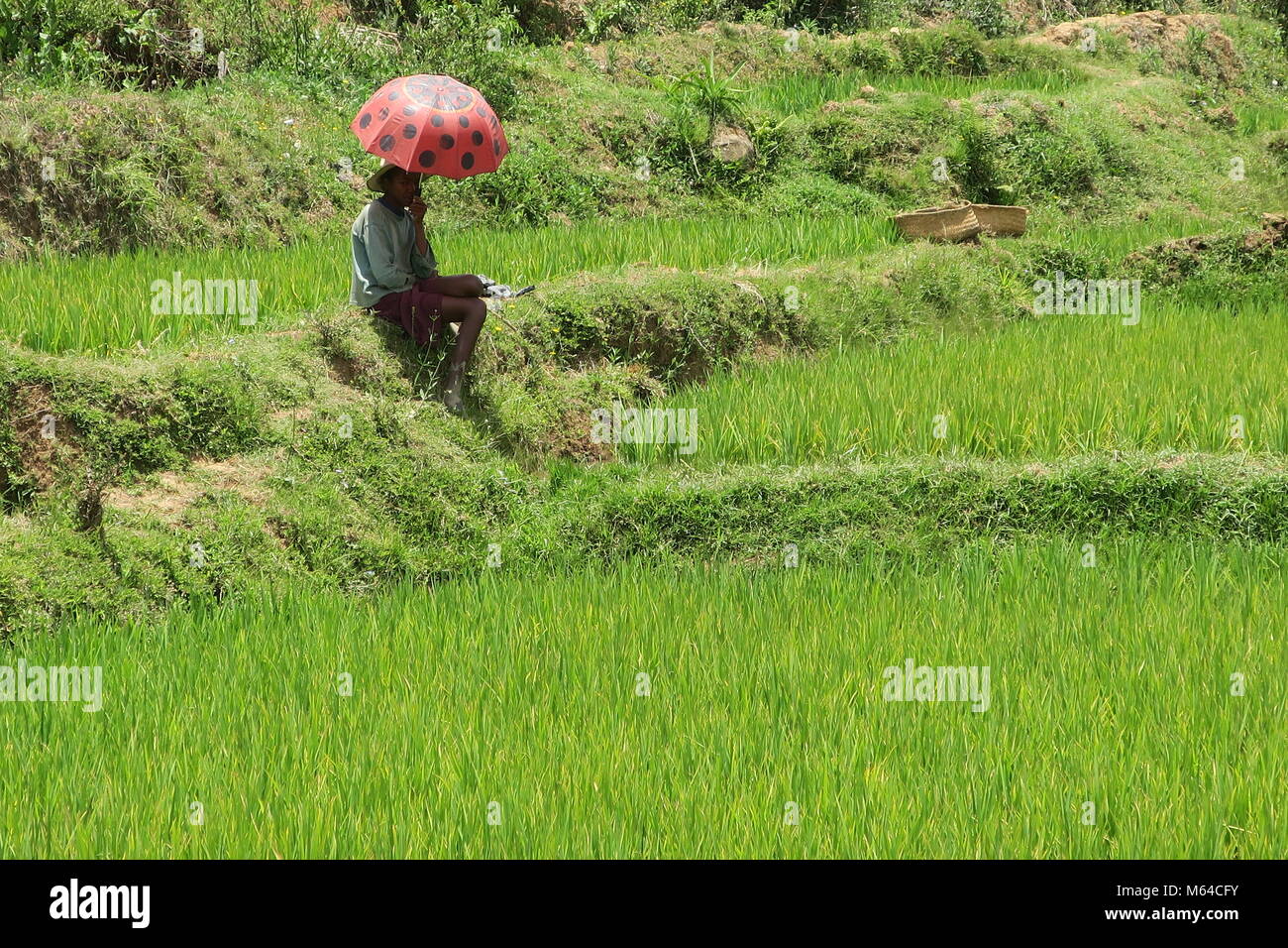 Colorful nature of Madagascar island Stock Photo - Alamy