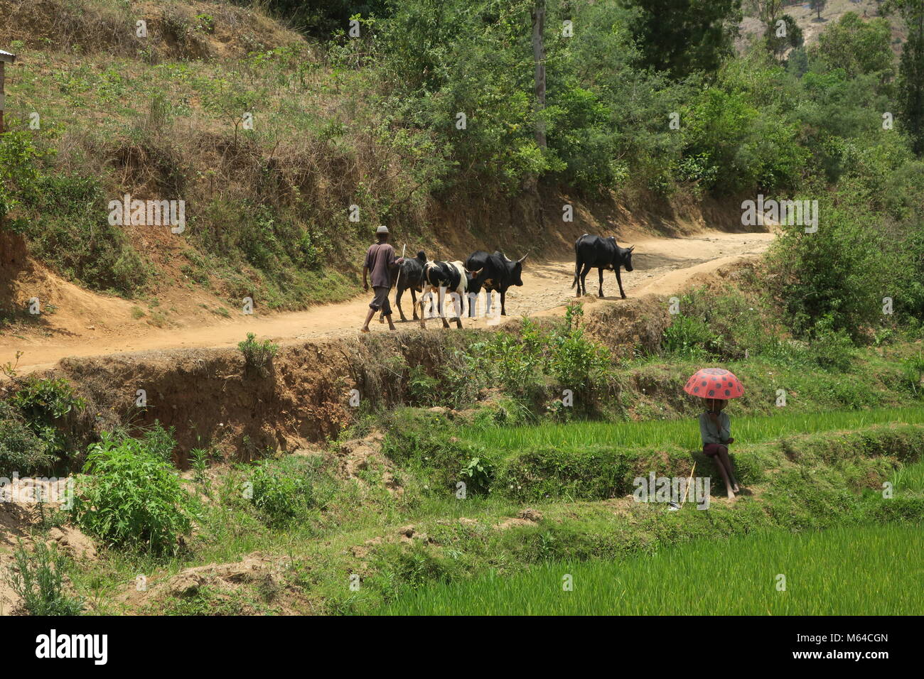 Colorful nature of Madagascar island Stock Photo - Alamy