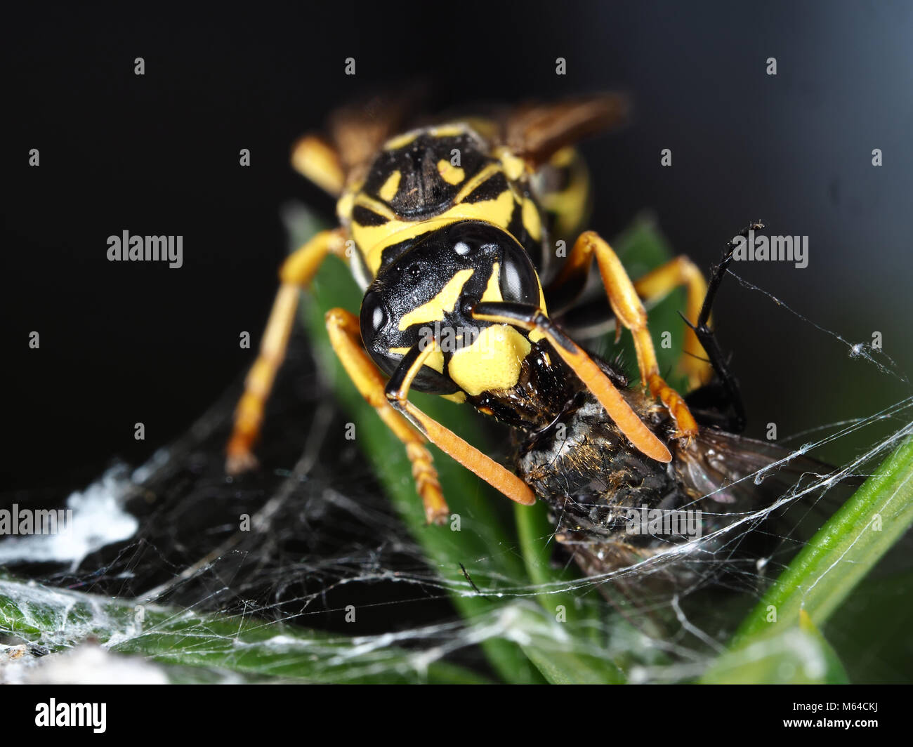 A wasp eating a fly that stuck in a web Stock Photo