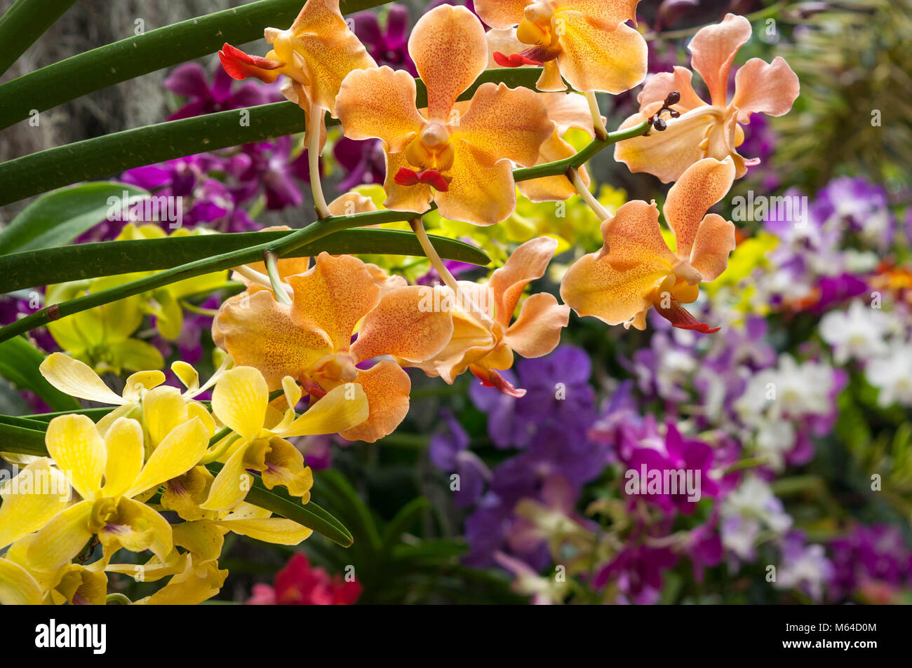Beautiful different kinds of orchid flowers Stock Photo